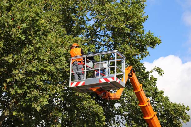 How Our Tree Care Process Works  in Tyro, NC